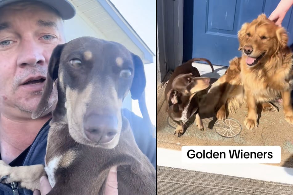 Dackel "Tank" und die Golden-Retriever-Hündin "Missy" aus der Nachbarschaft haben Babys gezeugt.