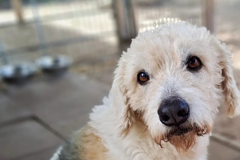 Hij heeft het lef: wie durft de hond Milou te vertrouwen?