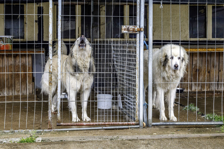 Komplett versagt: die beiden Pyrenäenberghunde, die eigentlich den Hof bewachen sollen, haben die Einbrecher offenbar weder gesehen noch gehört.