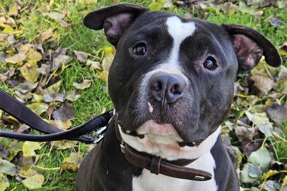 American-Staffordshire-Terrier-Mischling Django aus dem Hamburger Tierheim sucht ein neues Zuhause.