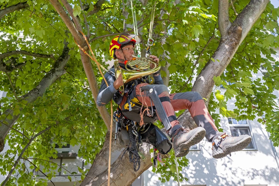 Stephan Hönig (58) kletterte mit seinem Horn in die Baumkrone.