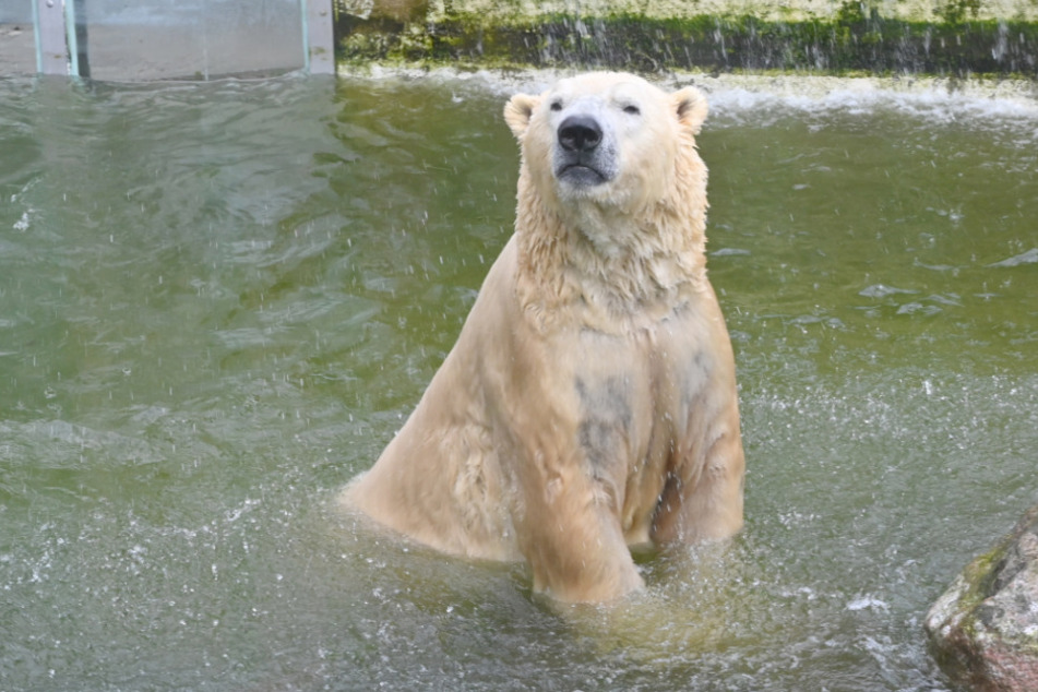 Eisbär Vitus, Deutschland größter Eisbär und Vater vom Berlins Eisbären Knut, schwimmt in seinem Becken.