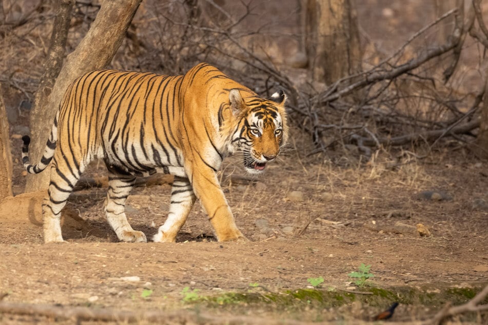 Mehr als 40 Tiger leben in der Gegend. (Symbolbild)