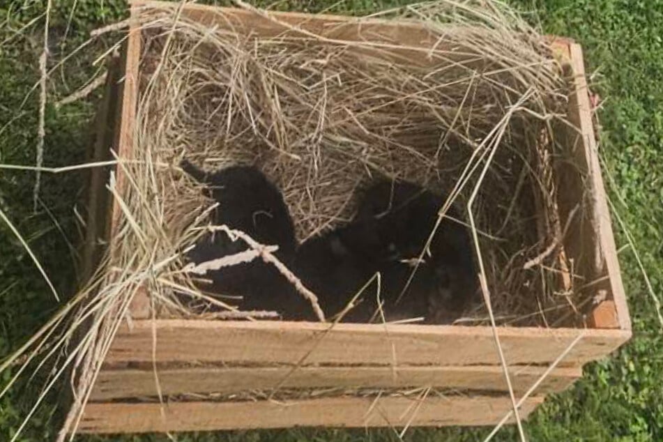 Vier Katzenbabys waren in der Kiste. Ein fünftes hatte sich daraus bereits auf die Wiese befreit.