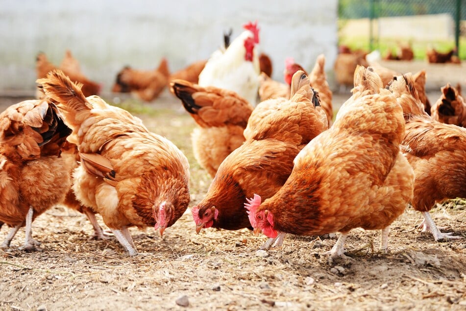 Erschossen, geköpft, gequält: Hühner-Horror durch brutale Tierquäler