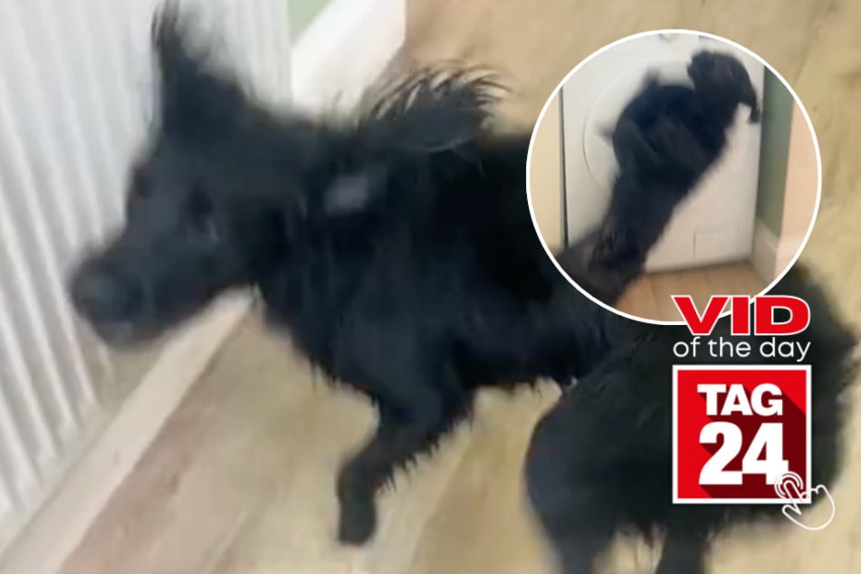 viral videos: Viral Video of the Day for June 2, 2024: Unbothered dog sprints into trouble in viral clip!