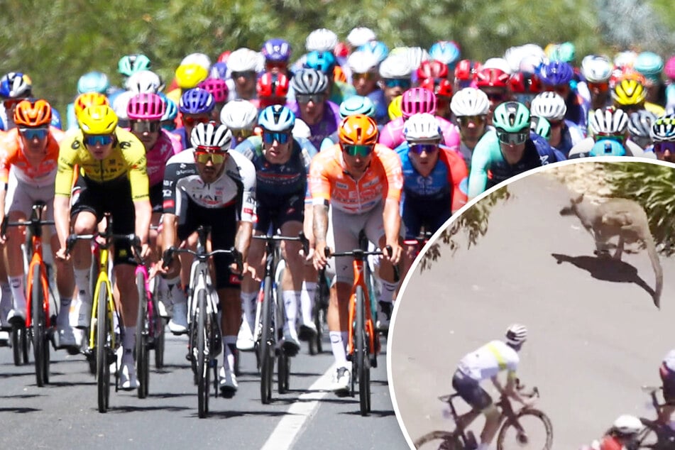 Kängurus springen mitten ins Peloton: Irrer Crash bei Rad-Tour
