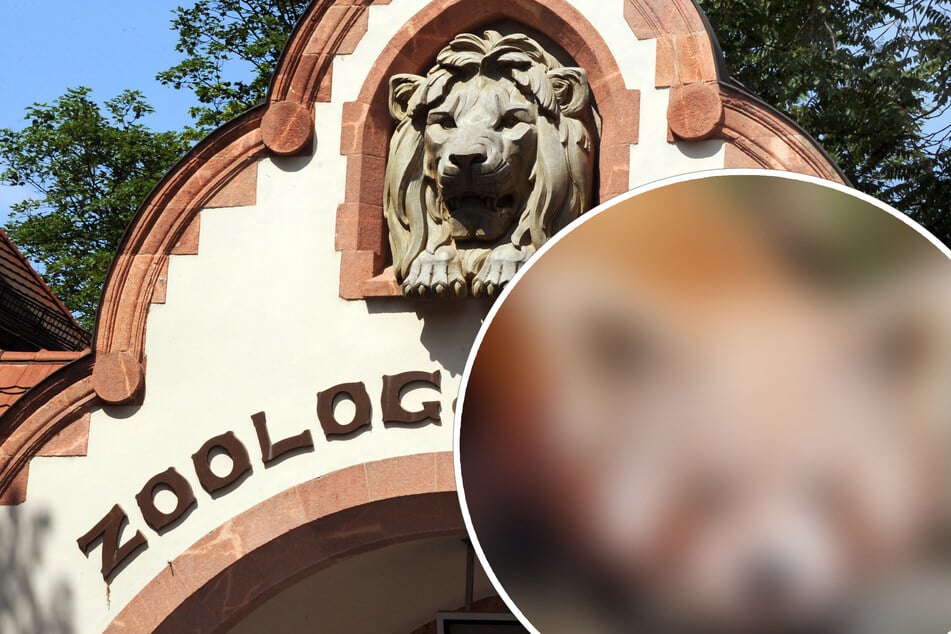 Beginn einer neuen Ära: Ein unbekanntes Gesicht zieht in den Zoo Leipzig