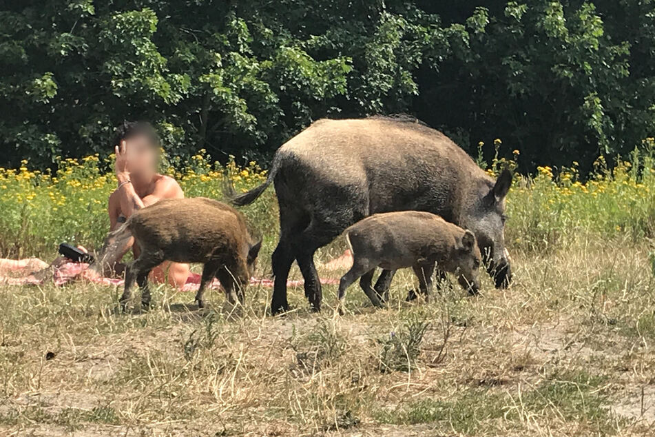 Ein Wildschwein mit seinem Nachwuchs läuft über die Badewiese am Teufelssee im Berliner Grunewald an einem Badegast vorbei.