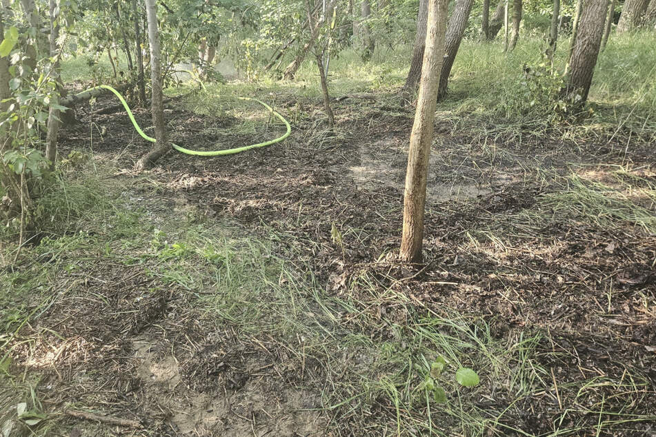 Dort war eine Fläche von rund 1500 Quadratmetern in Brand geraten.