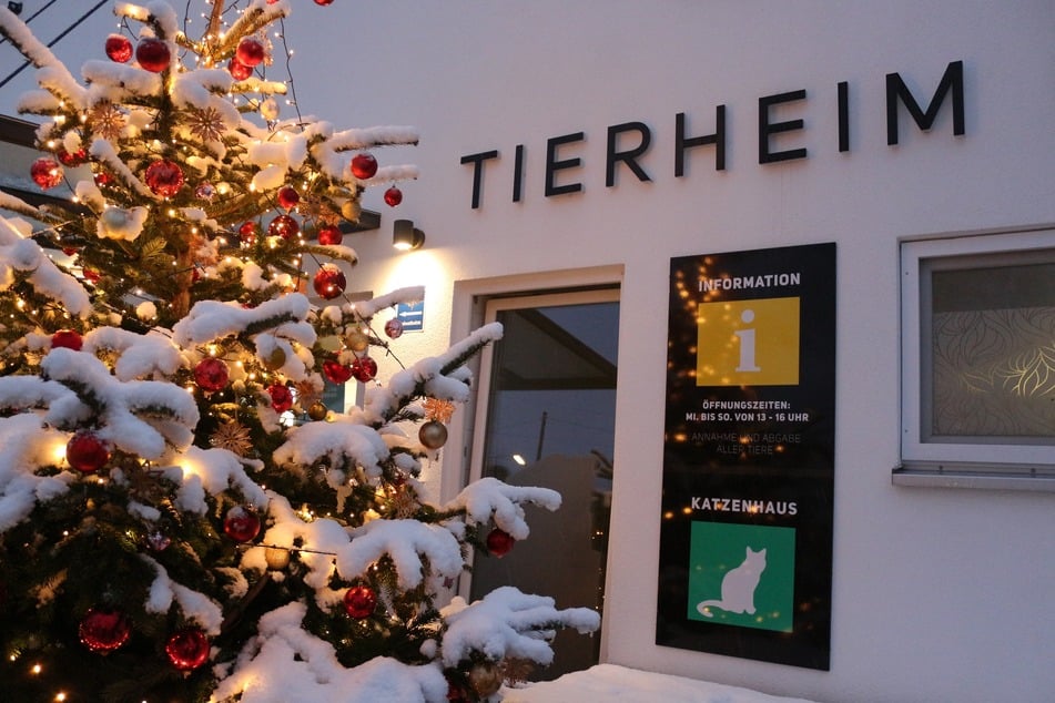 Das Münchner Tierheim feiert ein besinnliches Fest mit prominenter Unterstützung vor dem Katzendorf.