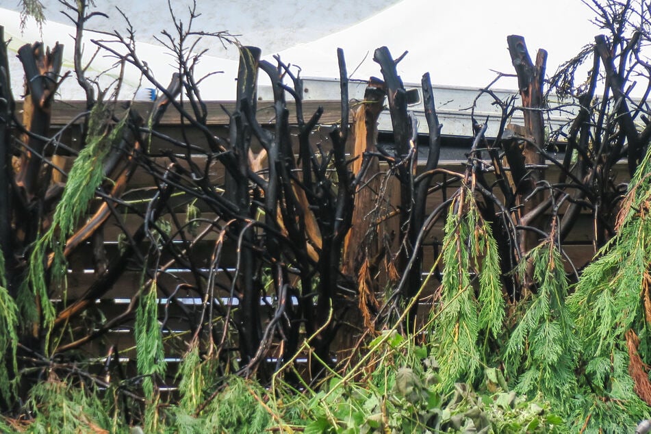 Die Feuerwehr löschte die brennende Hecke und verhinderte so Schlimmeres.