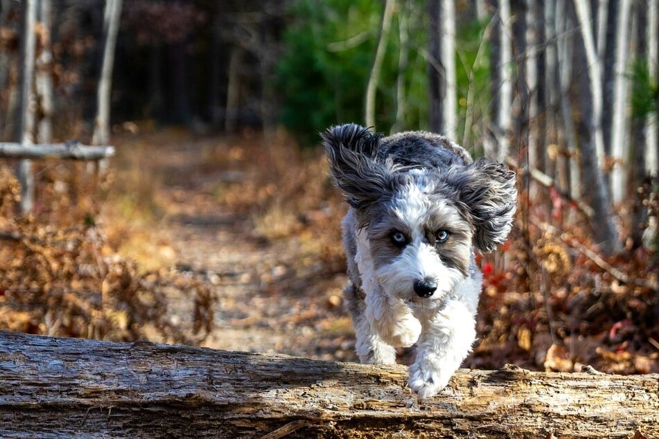 Ein Australian-Shepherd-Pudel-Mix braucht ausreichend Bewegung und Beschäftigung.