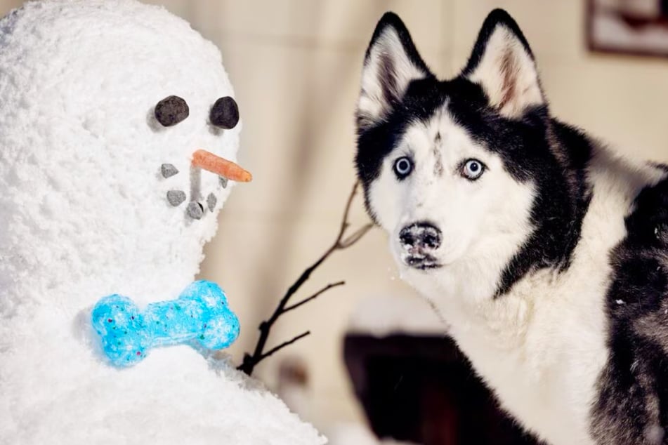 Grab these tail-Wagging Chewy Deals on Saturday, November 8