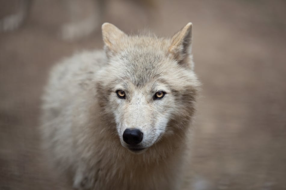 A baby Arctic wolf clone named Maya is now available to be seen at a zoo in China (stock image).