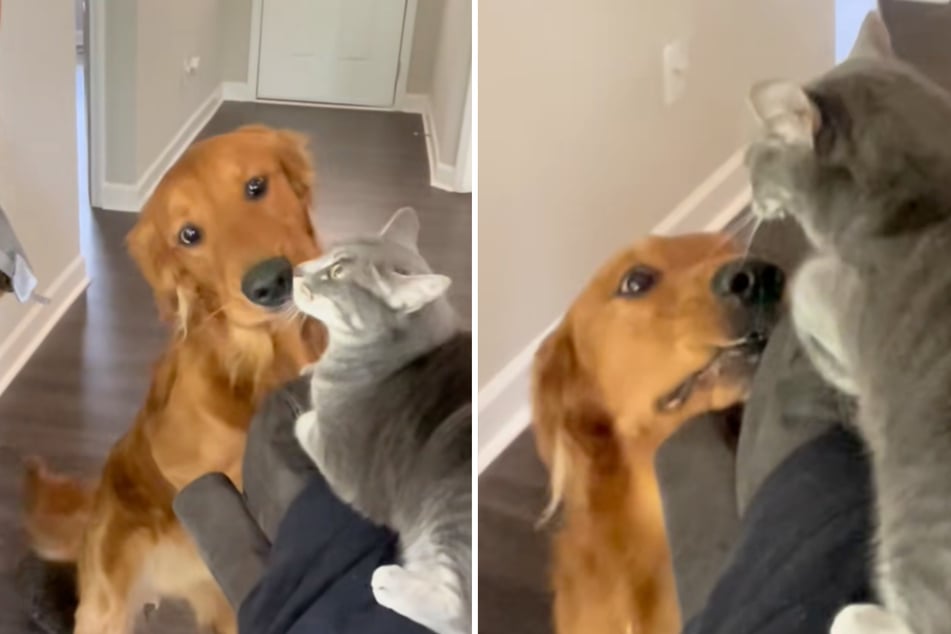 Red Golden Retriever Clyde versucht die Katze mit "Hunde-Küsschen" zu besänftigen.