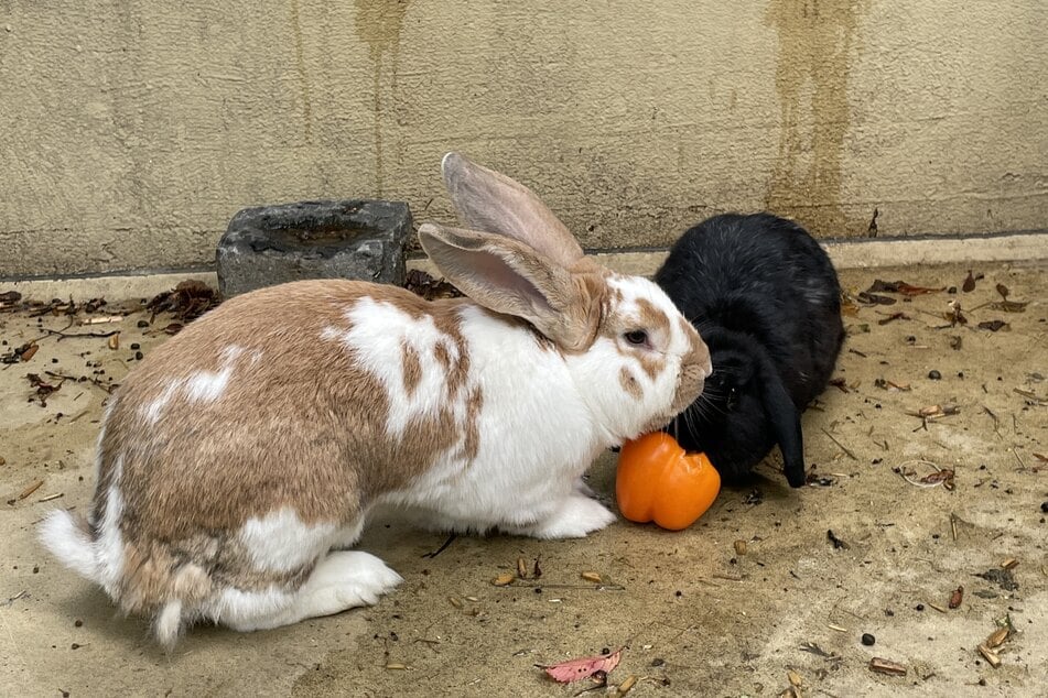 Großkaninchen Lucky (l.) mit seiner inzwischen leider verstorbenen Partnerin Packy.