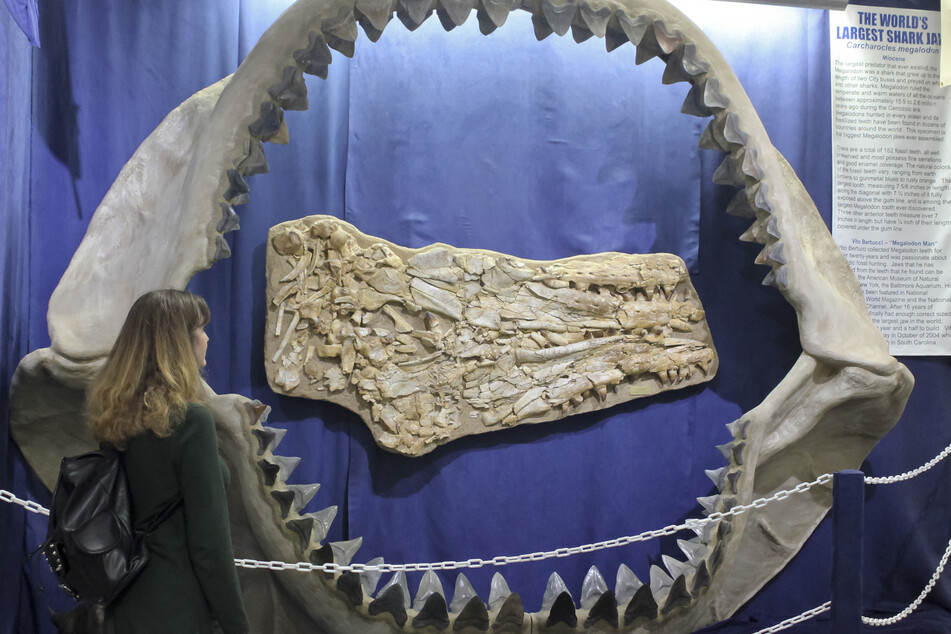 This is how big a megalodon's jaw was, but never fear: this species of mega-shark has been extinct for millions of years (stock image).