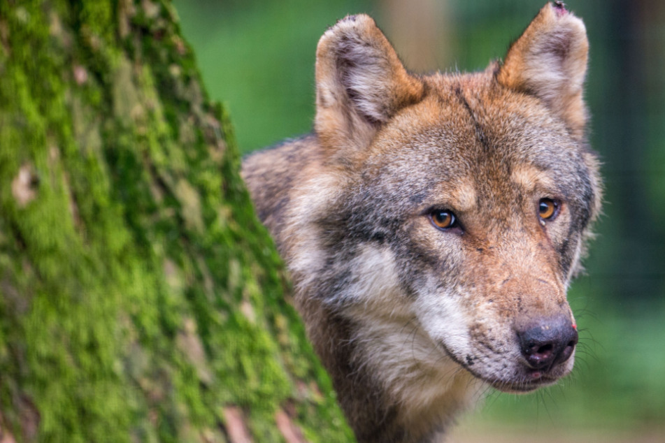 Ein Unbekannter hat einen Wolf in Niedersachsen angeschossen und so schwer verletzt, dass er getötet werden musste. (Symbolfoto)