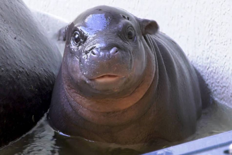 Das Flusspferdmädchen aus dem Berliner Zoo ist offiziell auf den Namen Toni getauft worden.