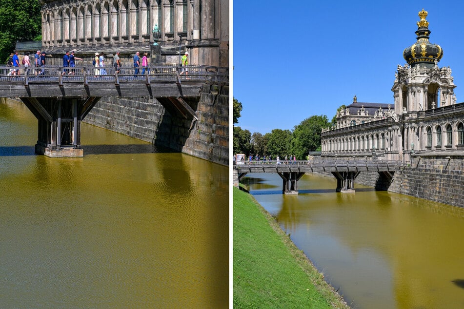 Seit knapp zwei Wochen sorgt die dunkelgelbe Farbe des Zwingerteichs bei Einheimischen und Touristen für Verwunderung.