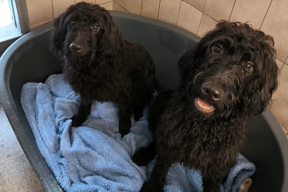 Sieben herrenlose Hunde gefunden, zwei davon tot: Polizei bittet um Hilfe