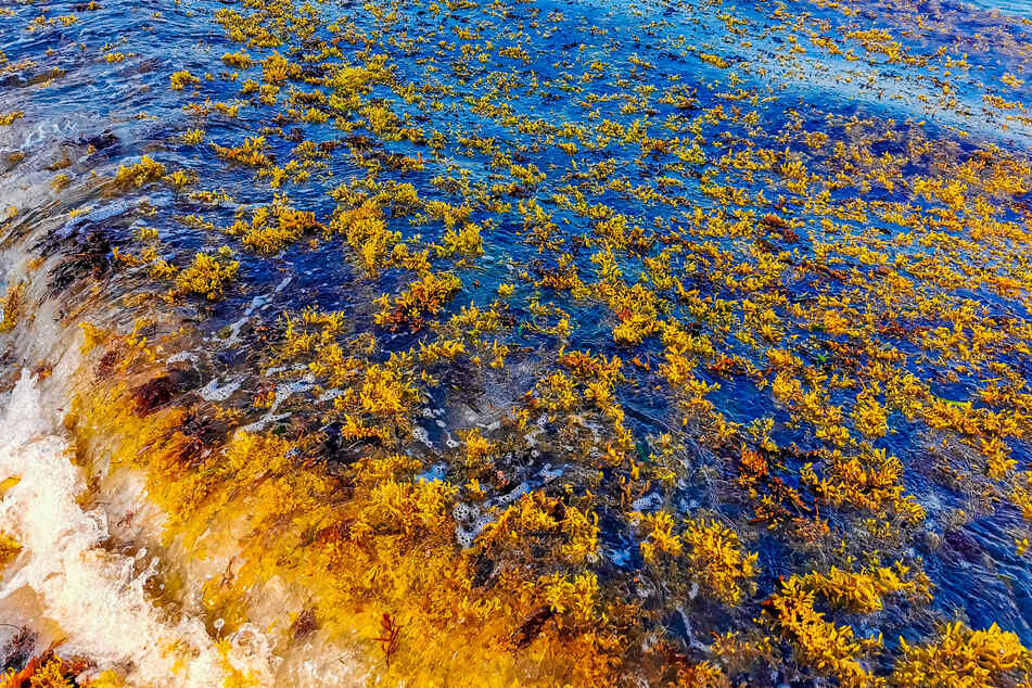 Sargassum seaweed also presents a threat to the Caribbean and Central American countries.