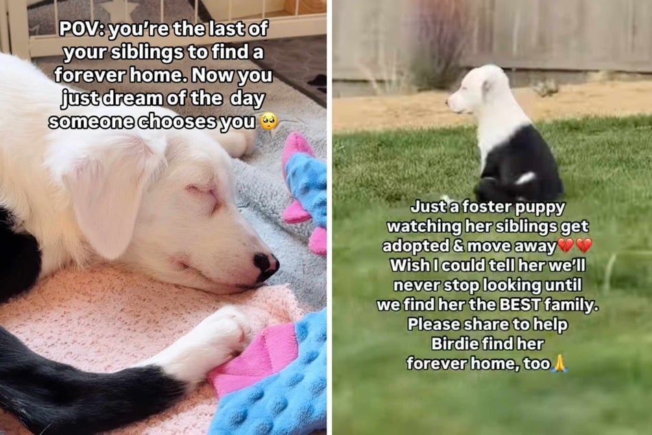 A viral new video shows Birdie the puppy dog sitting in the garden, looking sadly into the distance. What is she watching there? The answer is heartbreaking.