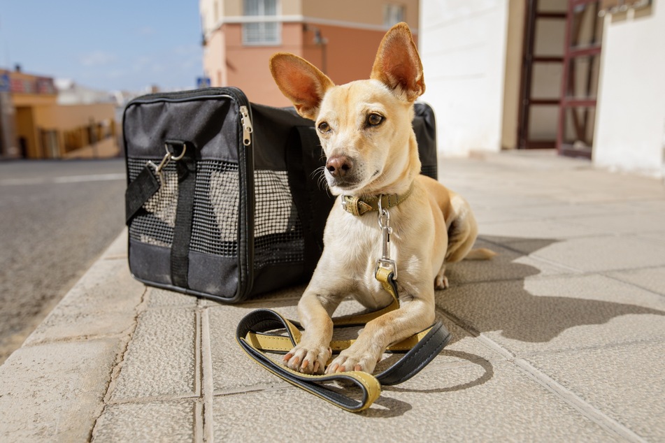 Faltbare Hundetransportboxen sind grundsätzlich aus robustem Stoff gefertigt.