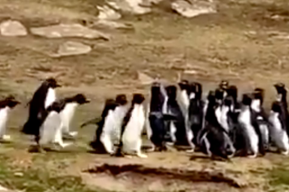 Two penguin gangs stop for a hilarious meet and greet