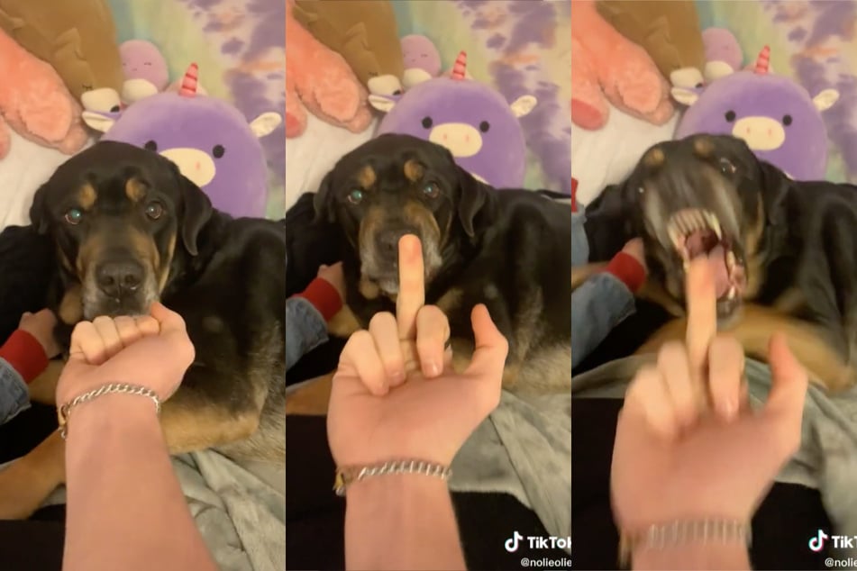 A closed fist turns into a middle finger and the calm canine becomes an angry yapper!