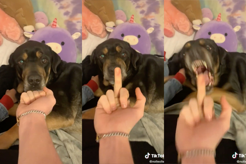 In dem TikTok-Video verwandelt sich eine geschlossene Faust in einen Stinkefinger und ein liebes Hündchen in einen wütenden Kläffer!