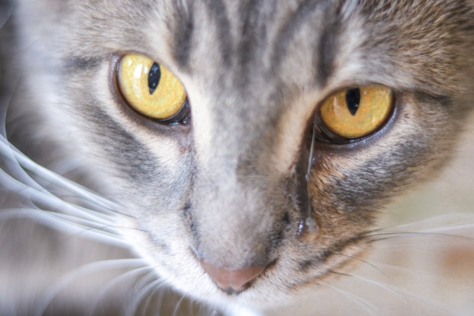 Why is my cat crying so much? How to stop watery cat eyes