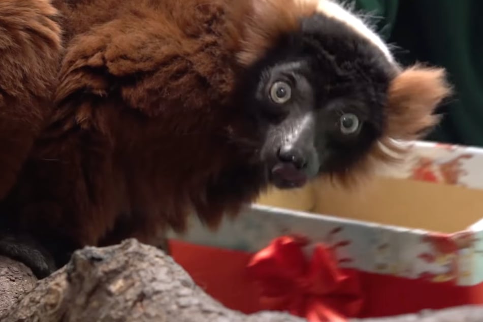 Auch Tiere bekommen Geschenke: Weihnachtliche Bescherung im Zoo