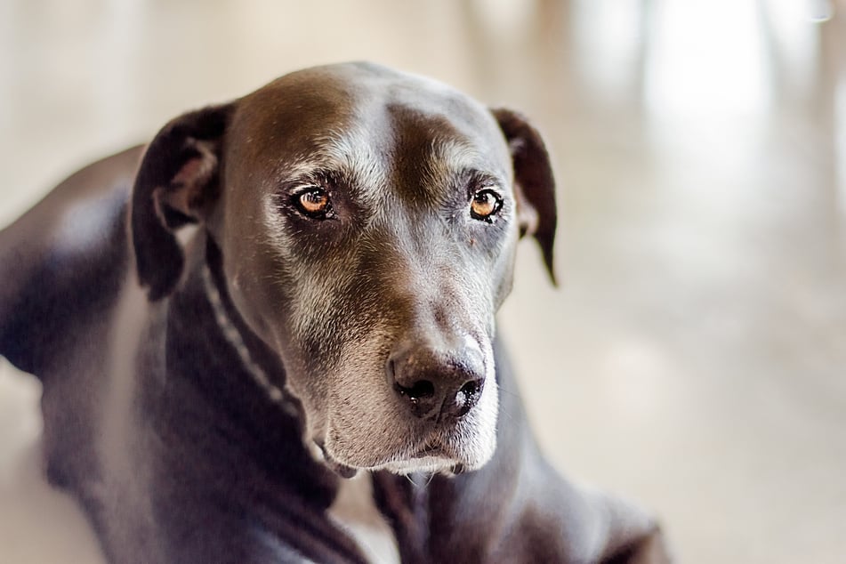 Some dog breeds live to be much older than others.