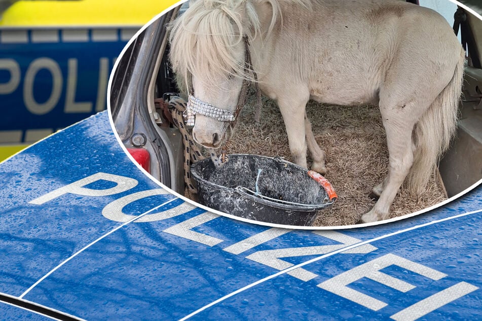 Unfassbar! Polizei stoppt pinkes Auto mit Pony im Kofferraum