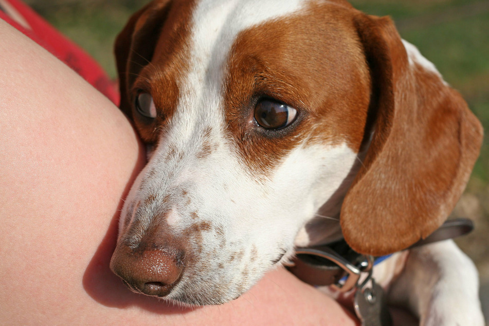 New research confirms that dogs can sniff out and sense impending seizures.