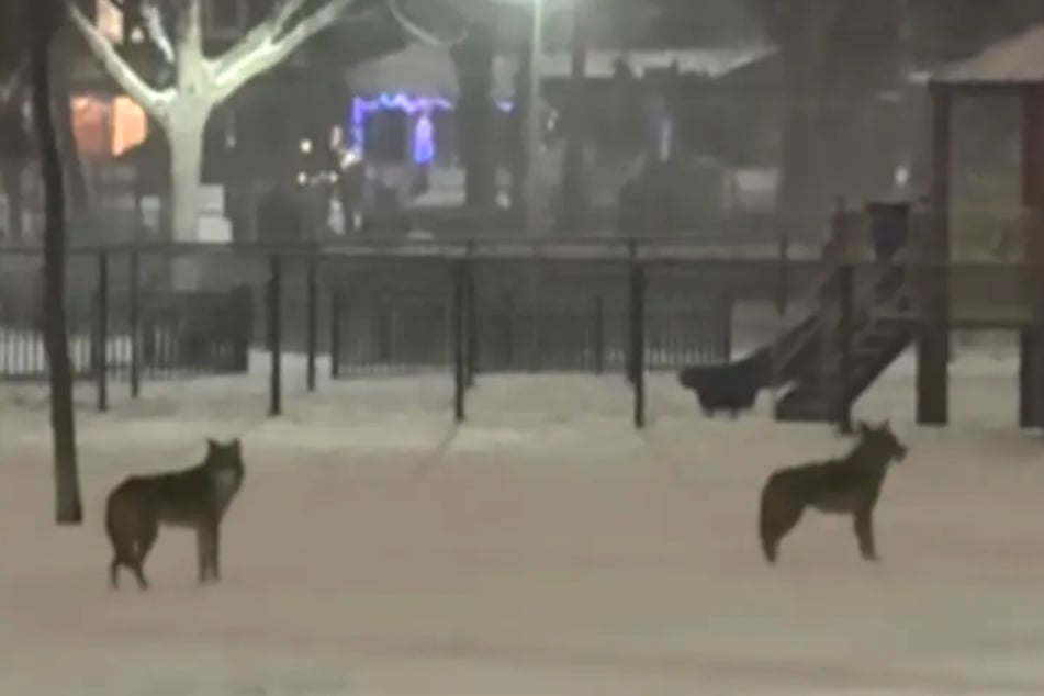 Frau geht mit Hund raus in den Park: Plötzlich hört sie ein gruseliges Geräusch