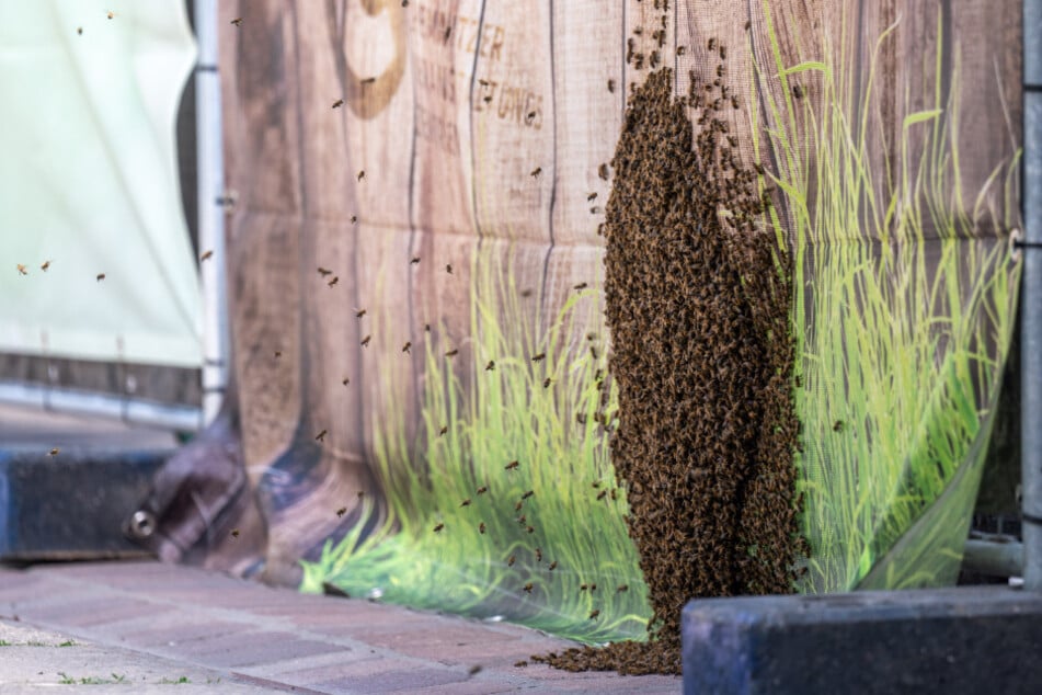 Ein Bienenschwarm hatte sich auf einem Absperrgitter sowie auf dem Dach des Handbrot-Stands auf dem Markt niedergelassen.
