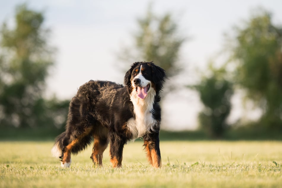 Ein Berner Sennenhund hat den Sohn der Schauspielerin angesprungen. (Symbolfoto)