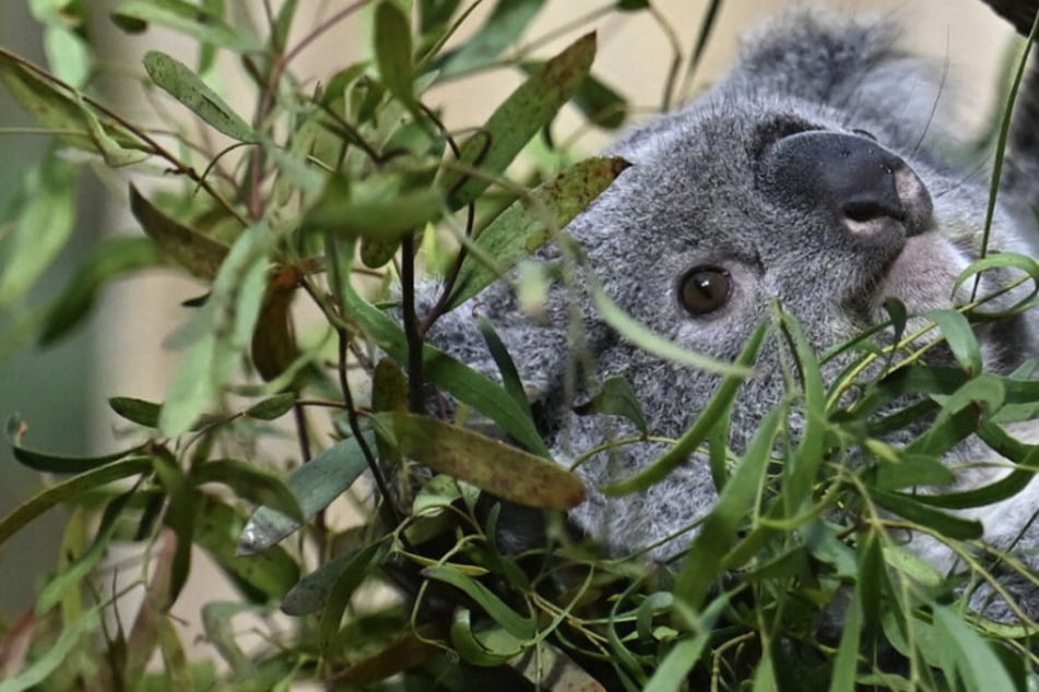 Seit einer Woche im Zoo Leipzig: Wie fühlt sich Koala-Weibchen Erlinga in neuem Zuhause?