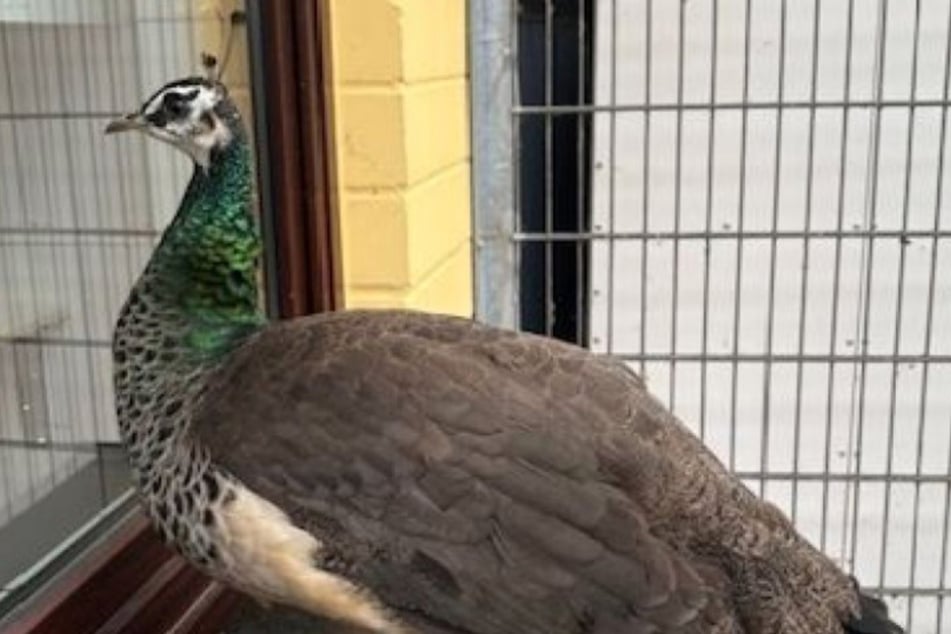 Die Kölner Tierretter suchen Pfauenliebhaber, die sich mit den Tieren auskennen und jede Menge Platz haben.