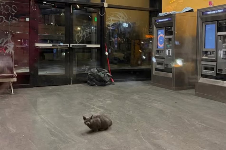 Das arme Tier war in einem Busbahnhof eingeschlossen.