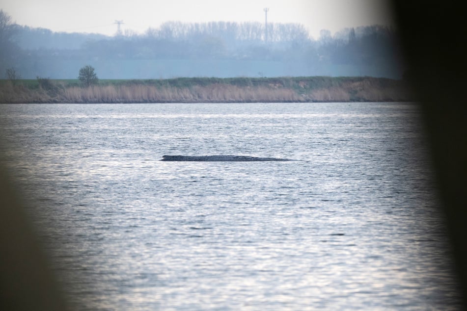 Der gestrandete Buckelwal liegt auch am Donnerstagmorgen weiterhin vor der Insel Poel.