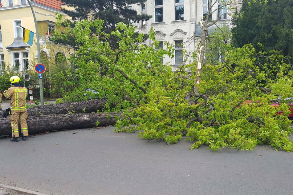 Aufgrund von Sturmnotrufen ist die Feuerwehr am Mittwochabend rund 40 Mal in Berlin ausgerückt. (Symbolfoto)