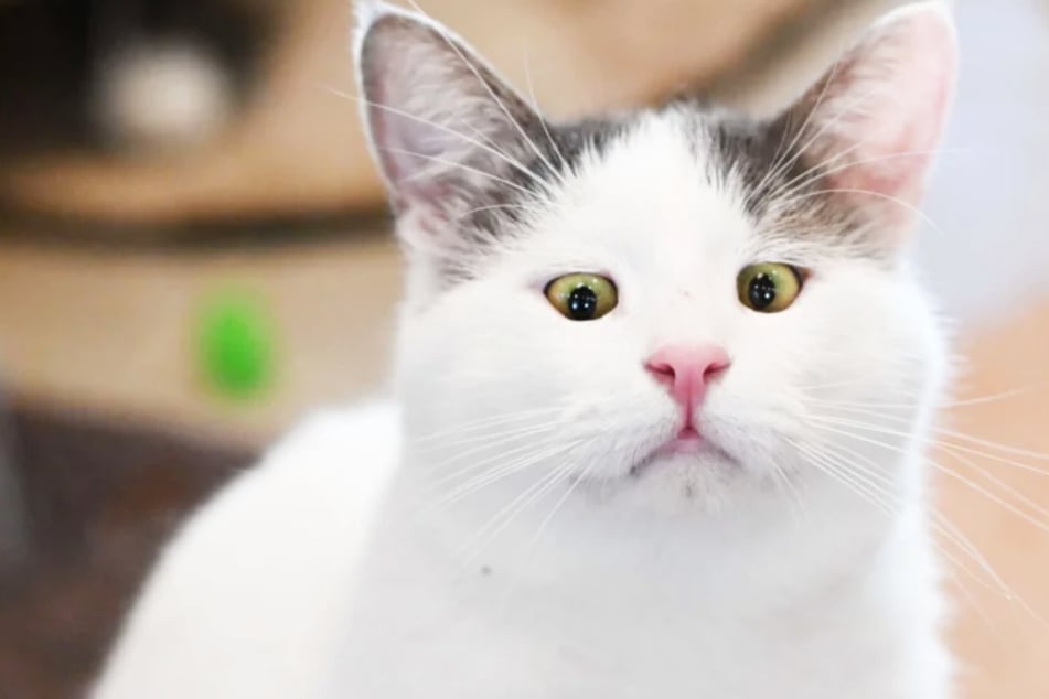 Kater Kitzo (7) aus dem Berliner Tierheim ist fast blind.