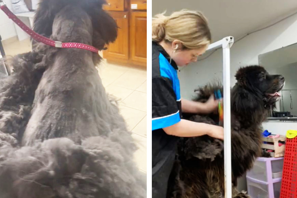Hundefriseurin Megan Pearson brauchte sehr lange, um das Fell von der Tibetdogge zu bekommen.