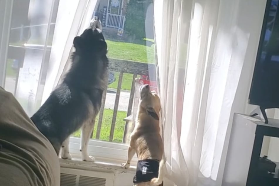 Husky und Chihuahua heulten regelmäßig gemeinsam.