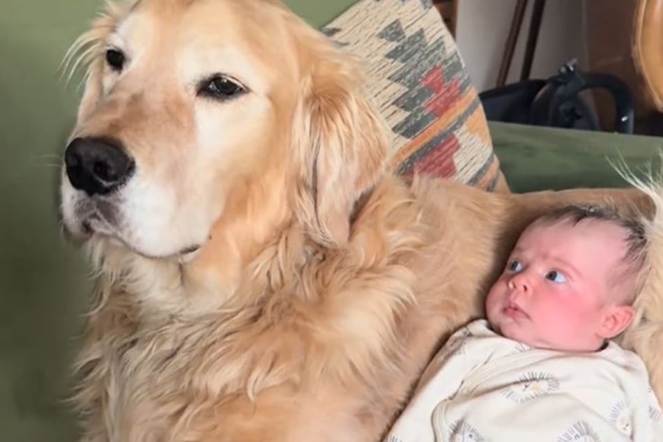 Golden Retriever und Baby sind bereit für Halloween: Was das bedeutet, amüsiert Millionen