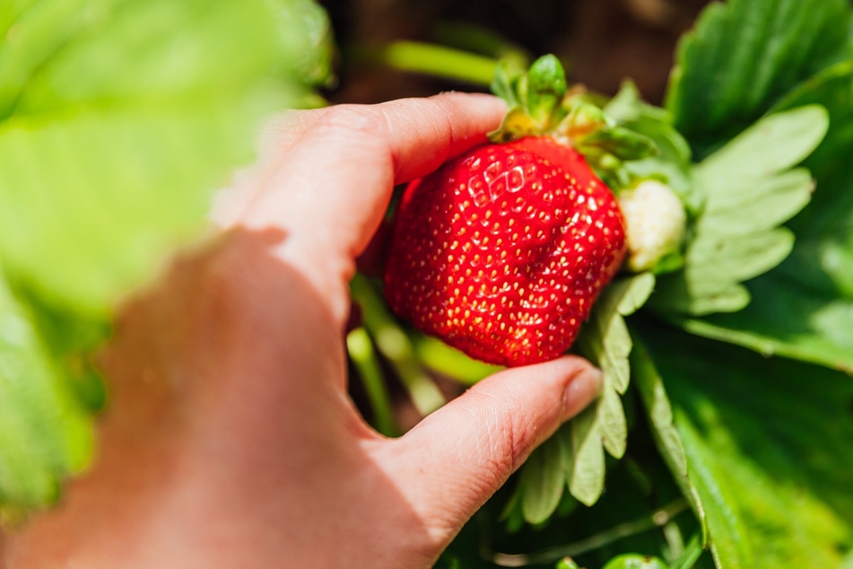 Erdbeeren selbst pflanzen gelingt mit diesen Tipps und Tricks